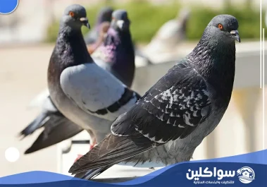 شركة تركيب طارد حمام بجازان