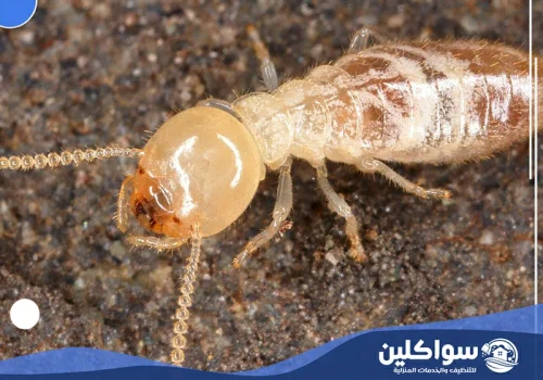 شركة مكافحة النمل الابيض بجازان