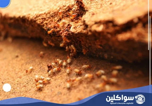 مكافحة النمل الابيض في جازان