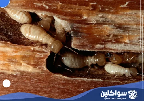 رش النمل الابيض بجازان